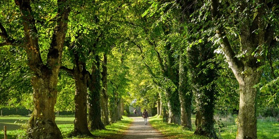 A walk between the greenery of Stephen avenue a free and fun activities to do