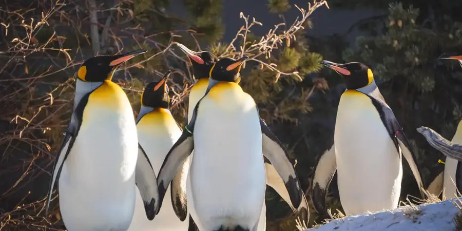 Penguin Walk at Calgary Zoo